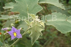 Solanum violaceum